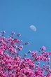 The Full Flower Moon In Scorpio Will Offer You A Glimmer Of Hope