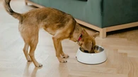 Cómo identificar si tu perro come demasiado deprisa y sus consecuencias