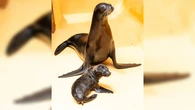 Nace un león marino californiano en Loro Parque y se consolida como referente internacional