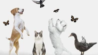 La cara B de convivir y cuidar de un animal: el hilo viral que desata confesiones inesperadas sobre mascotas