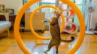 Gatos que bailan, cobayas que dan la pata y ratas acróbatas: el entrenamiento animal va más allá del perro