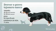 Así es el tejonero sueco, un perro ‘todoterreno’ cariñoso, dulce y juguetón