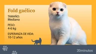 El fold gaélico, una raza experimental que hereda dos mutaciones genéticas potencialmente dolorosas