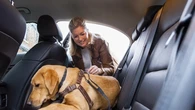 ¿Cómo debemos llevar a nuestras mascotas en el coche? El 70% de los tutores lo desconocen