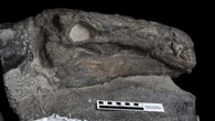 Un nuevo estudio revela que los dinosaurios podrían tener la clave para nuevos tratamientos para el cáncer