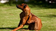 Los veterinarios alertan de una primavera difícil para perros y gatos con alergias