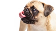 Lenguaje canino: 30 señales de calma que todo tutor de perros debe conocer