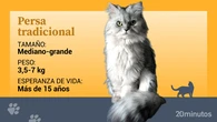 Así es el gato persa tradicional, una variedad que nunca se fue del todo