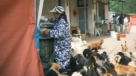 China crea el primer grado universitario específico para formar a expertos en perros, gatos y caballos