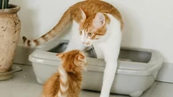 Cuántas veces debería usar el arenero un gato sano y cuándo habría que preocuparse