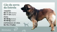 El perro de la Sierra de la Estrella, un moloso de carácter valiente, protector y cariñoso con su familia