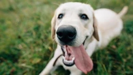 ¿Cuánto sabes realmente de tu perro? Doce curiosidades que te van a sorprender