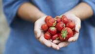 Qué cantidad de fresas al día se recomienda: sus beneficios en el corazón y el colesterol