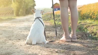 Adoptar a un perro con leishmaniosis: "Su calidad de vida puede ser igual de buena que la de cualquier otro"