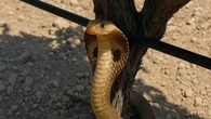Una cobra en un viñedo generada por IA pone en alerta al pueblo de Verdú en Lleida