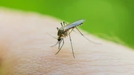 El método casero para evitar a mosquitos y otros insectos este verano