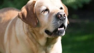 La esperanza de vida de los perros se ha alargado dos años desde 2015: estos son los motivos