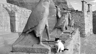 Los investigadores deslizan cuál fue origen de la domesticación felina