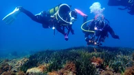 Alertan del deterioro de las posidonias del Mediterráneo: "Es un bosque sumergido y lo estamos perdiendo"
