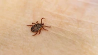 Una nueva vacuna contra la enfermedad de Lyme demuestra ser eficaz en todos los grupos de edad