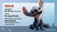 ¿Tu perro se parece a Stitch? Estas son las razas caninas que podrían pasar por el experimento 626 