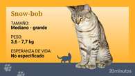 El snow-bob, un raza felina de rabo corto cuya peculiaridad es su gama de colores