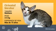 El oriental bicolor, una variedad del oriental de pelo corto elegante y muy activa