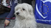 Más de 50 organizaciones europeas se unen contra el tráfico de mascotas
