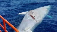 Encuentran muerta a una ballena de más de 14 metros cerca del puerto de San Cristóbal de Las Palmas