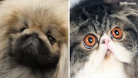 Gatos con cara de perro y viceversa, la evolución convergente provocada por el ser humano