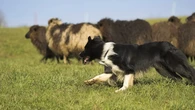 ¿Qué hace a un perro pastor como el border collie tan inteligente? La ciencia genética lo revela