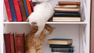 ¿Sabemos realmente cómo se llevan nuestros gatos? Un estudio masivo analiza la convivencia entre felinos