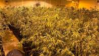 Desarticulan en Granada y Málaga una organización que cultivaba marihuana en casas de lujo