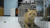 Gatos poco sociables: ¿es la adopción en hogares su mejor opción?