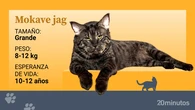 El gato mokave jag, un híbrido originario de Estados Unidos que puede superar los 12 kg de peso