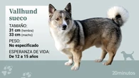 El vallhund sueco, un perro pequeño pero alerta, enérgico y con alma de vikingo