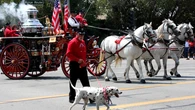 Día Internacional de los Bomberos: caballos y dálmatas, una alianza forjada en las llamas
