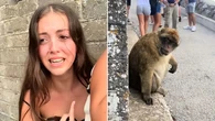 Pánico en Gibraltar: una joven acaba acorralada por un mono tras no seguir las normas