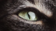 ¿De qué color ven los gatos? Así funciona la visión felina