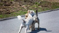 Anatomía canina: ¿por qué los perros se quedan ‘enganchados’ durante la cópula?