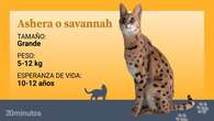 El ashera, la falsa raza de gatos que solo es un savannah de primera generación