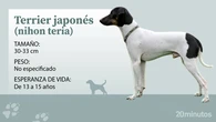El terrier japonés, un perro pequeño, de temperamento y la única raza del grupo terrier nativa de Japón