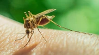 Se aproxima un verano "plagado de mosquitos" en España "Es el animal más letal del planeta"