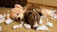 Comportamiento canino: ¿Por qué los perros rompen algunos juguetes y otros no?