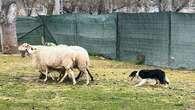 El pastoreo, una actividad relajante y muy beneficiosa para perros pastores: 