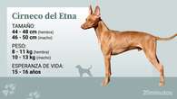 El cirneco del Etna, un perro primitivo, ideal para familias activas y bien informadas