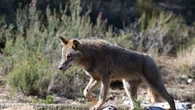 El Defensor del Pueblo recurre al Constitucional la rebaja de protección del lobo que permite su caza