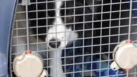Transportines para perros, cómo elegir el adecuado estas vacaciones