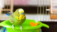 Pulverizador o bañera: cómo ayudar a las aves en cautividad a sobrellevar el calor