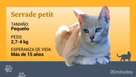 El serrade petit, la nueva raza felina de origen francés que reclama atención